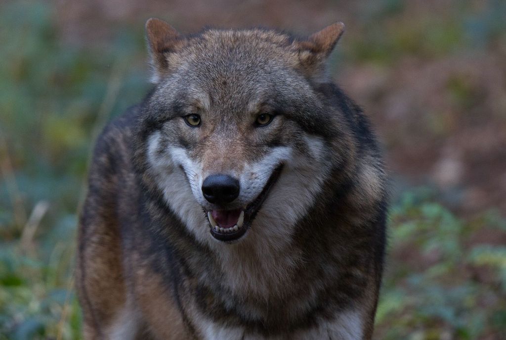 Jägervereinigung Hochschwarzwald: Baden-Württemberg hat ...